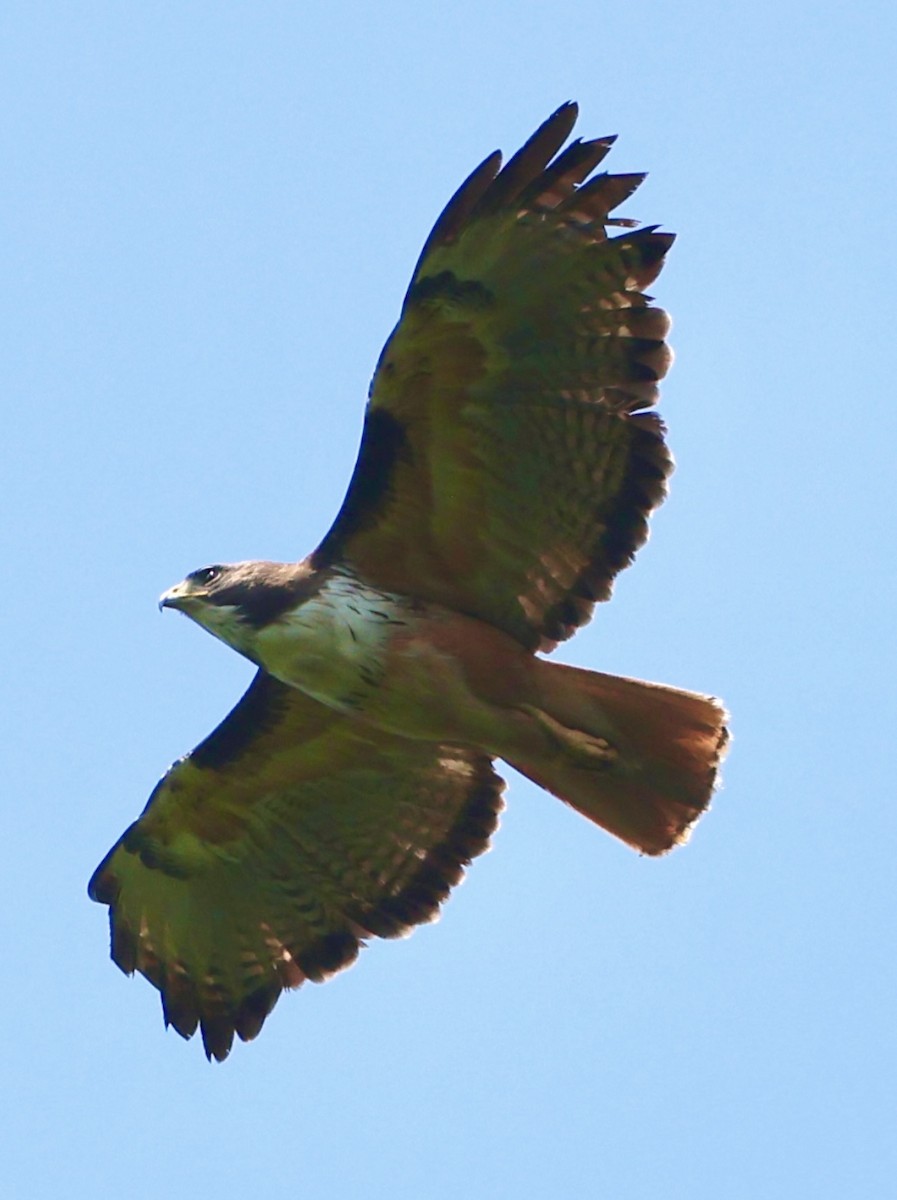 Red-tailed Hawk - Debbie Crowley