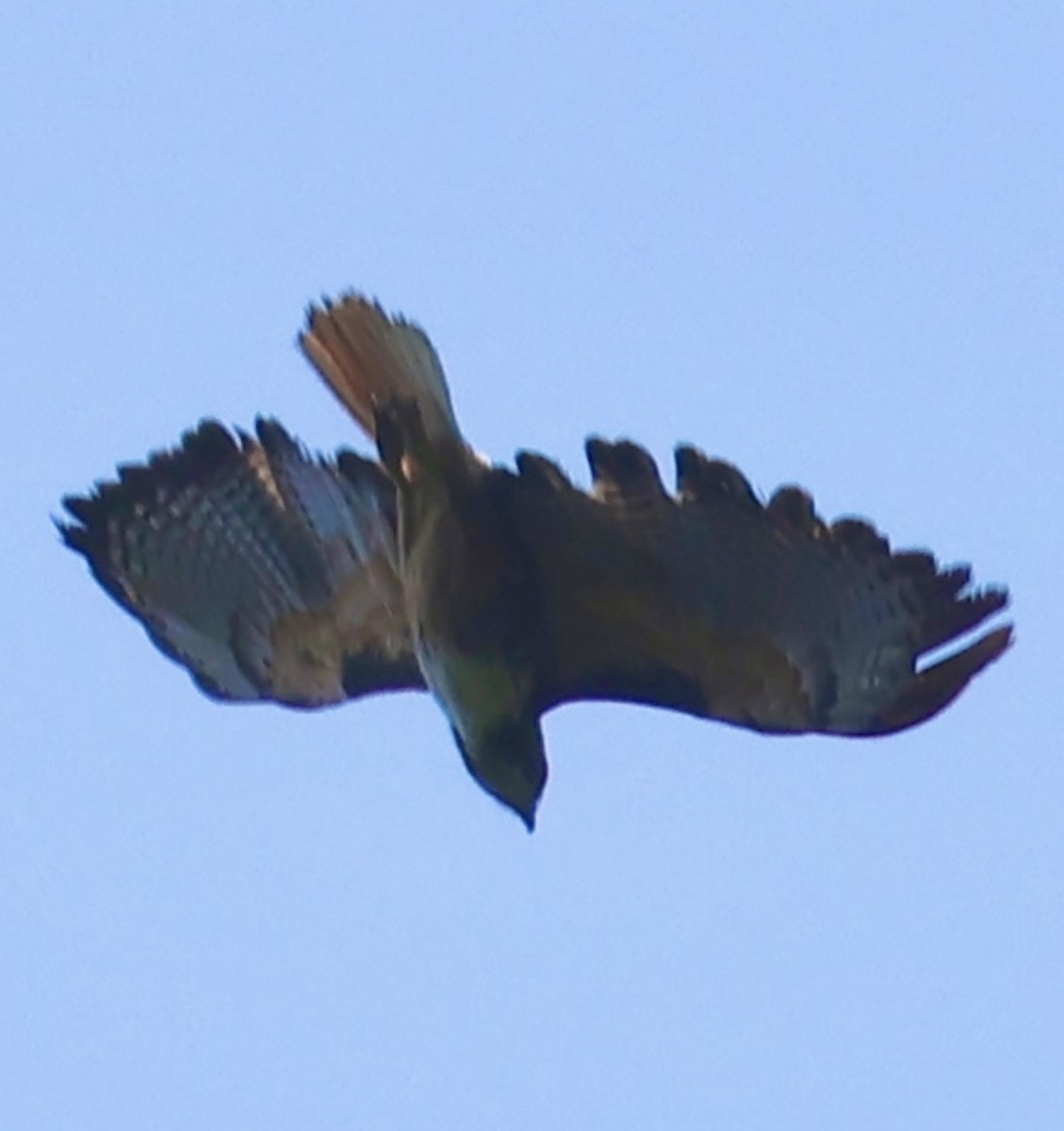 Red-tailed Hawk - Debbie Crowley