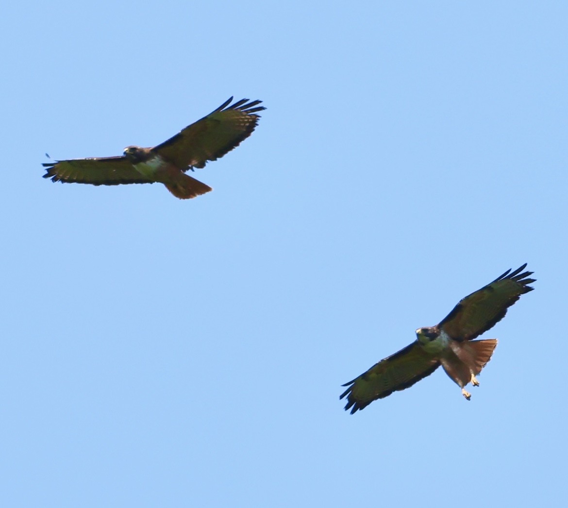 Red-tailed Hawk - Debbie Crowley