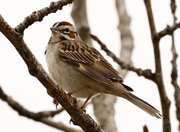 Lark Sparrow - Lucia MacQuarrie