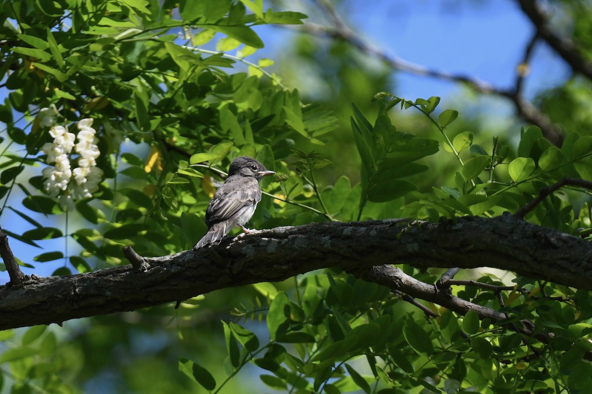 Eastern Phoebe - ML619505453