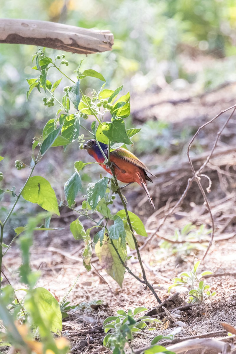 Painted Bunting - Jodi Boe