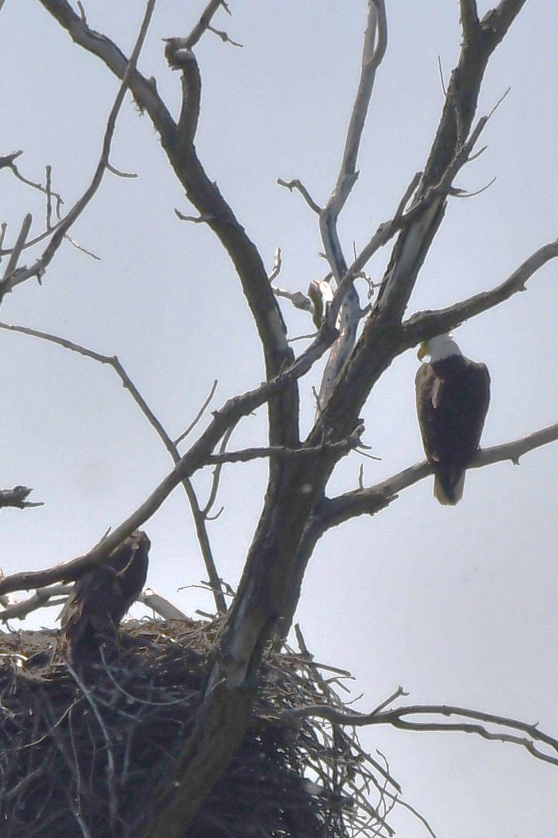 Bald Eagle - Joe Gadbois