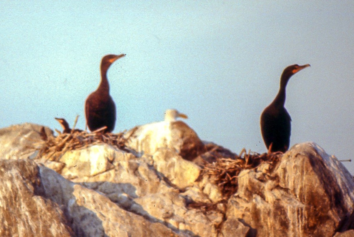 Double-crested Cormorant - Chris S. Wood