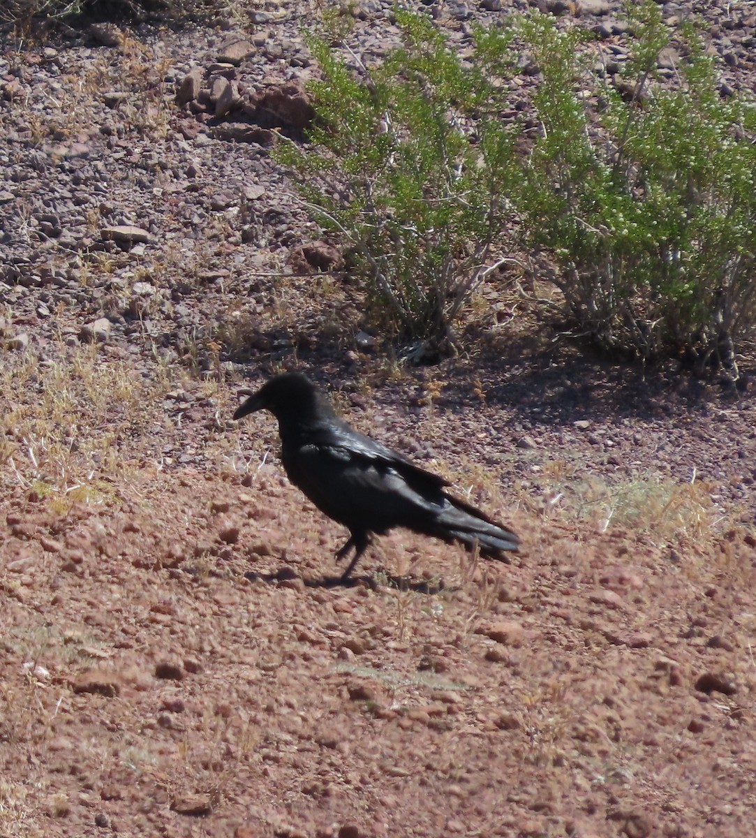 Common Raven - Cathy Olson