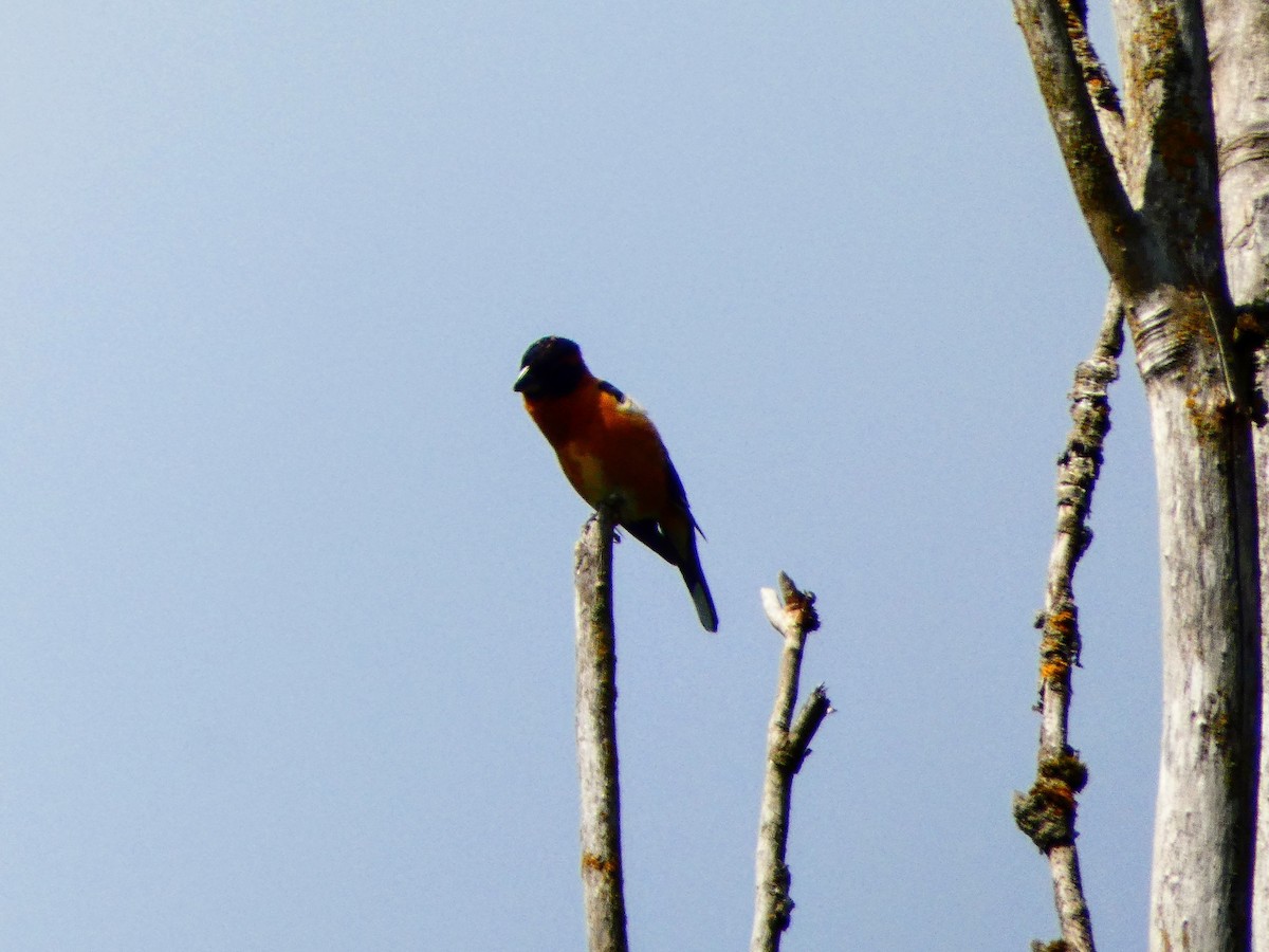 Black-headed Grosbeak - Aldrin Leung