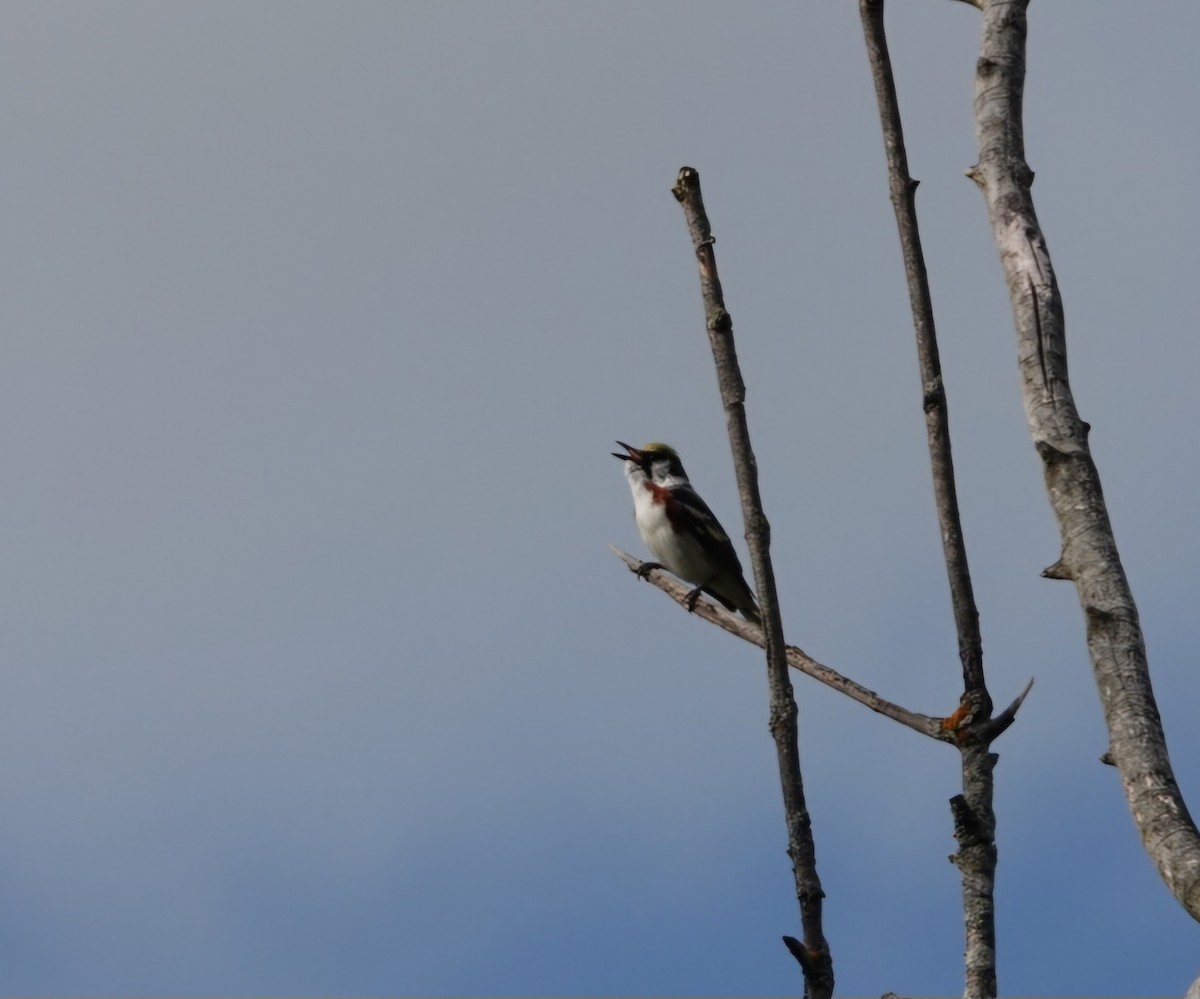 Chestnut-sided Warbler - S Rama Chandran