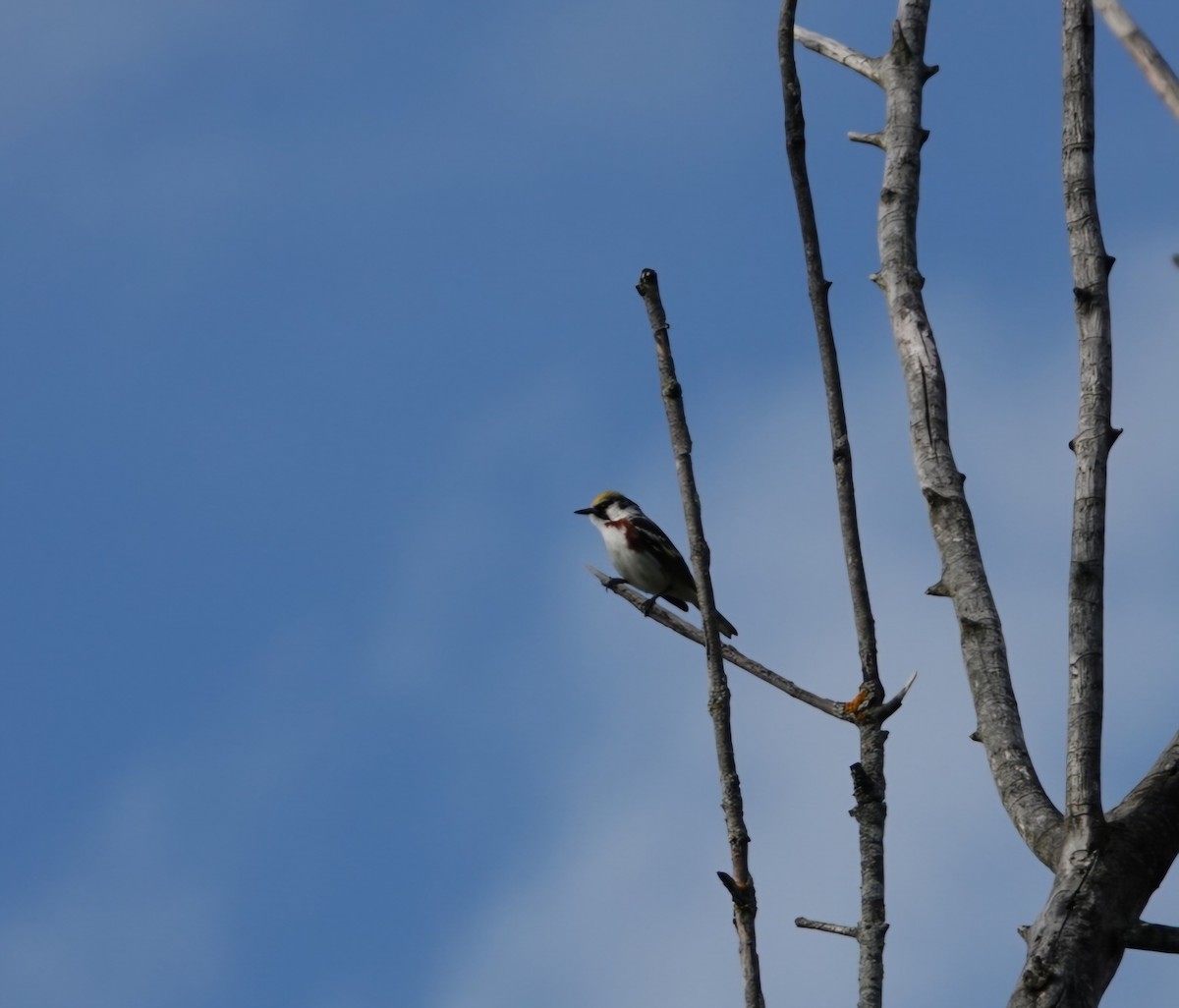 Chestnut-sided Warbler - S Rama Chandran