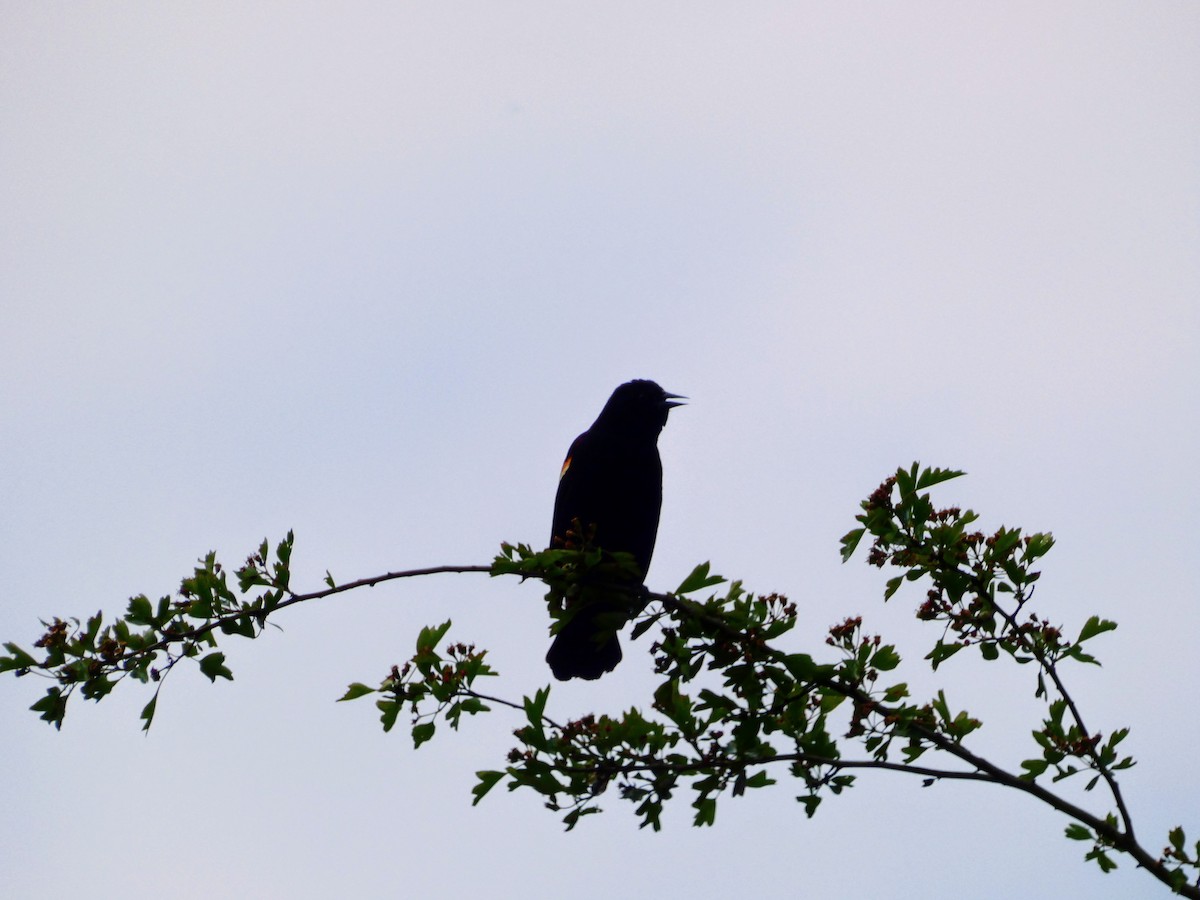Red-winged Blackbird - Aldrin Leung