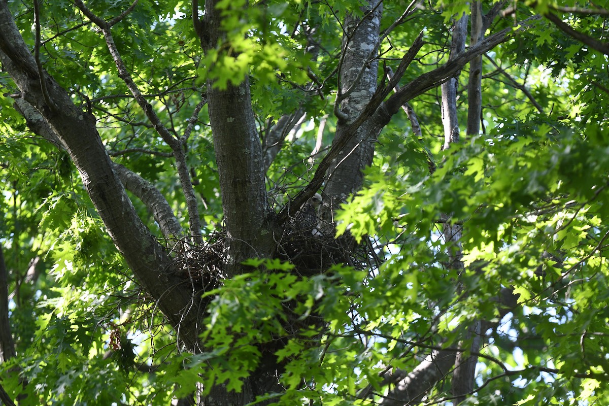 Red-tailed Hawk - joe demko