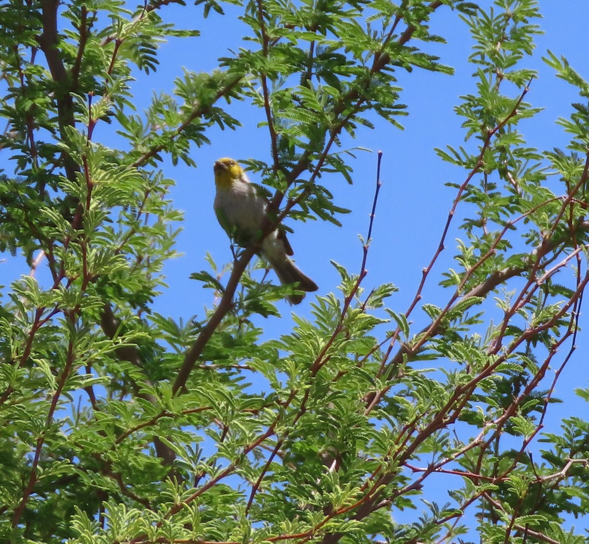 Verdin - Cathy Olson