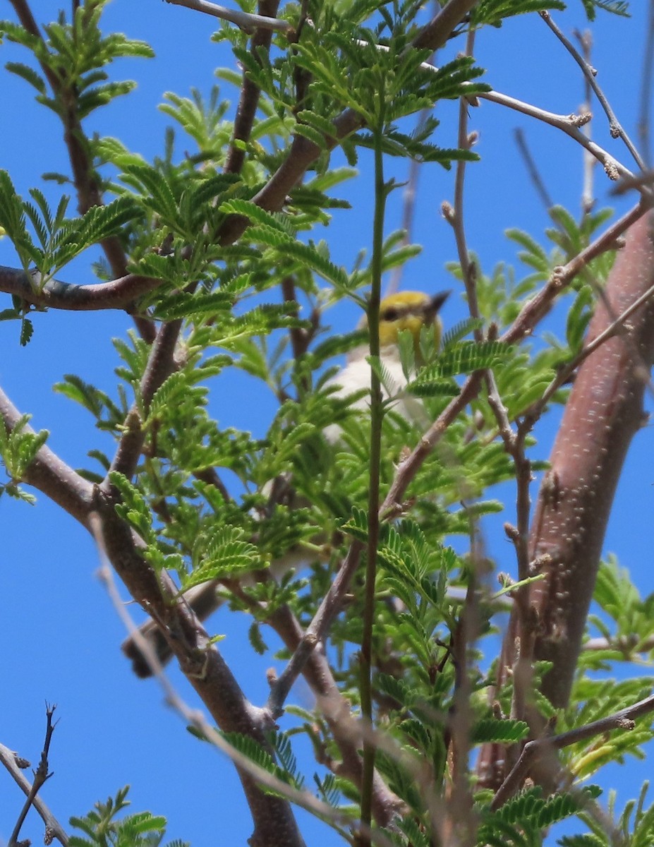 Verdin - Cathy Olson