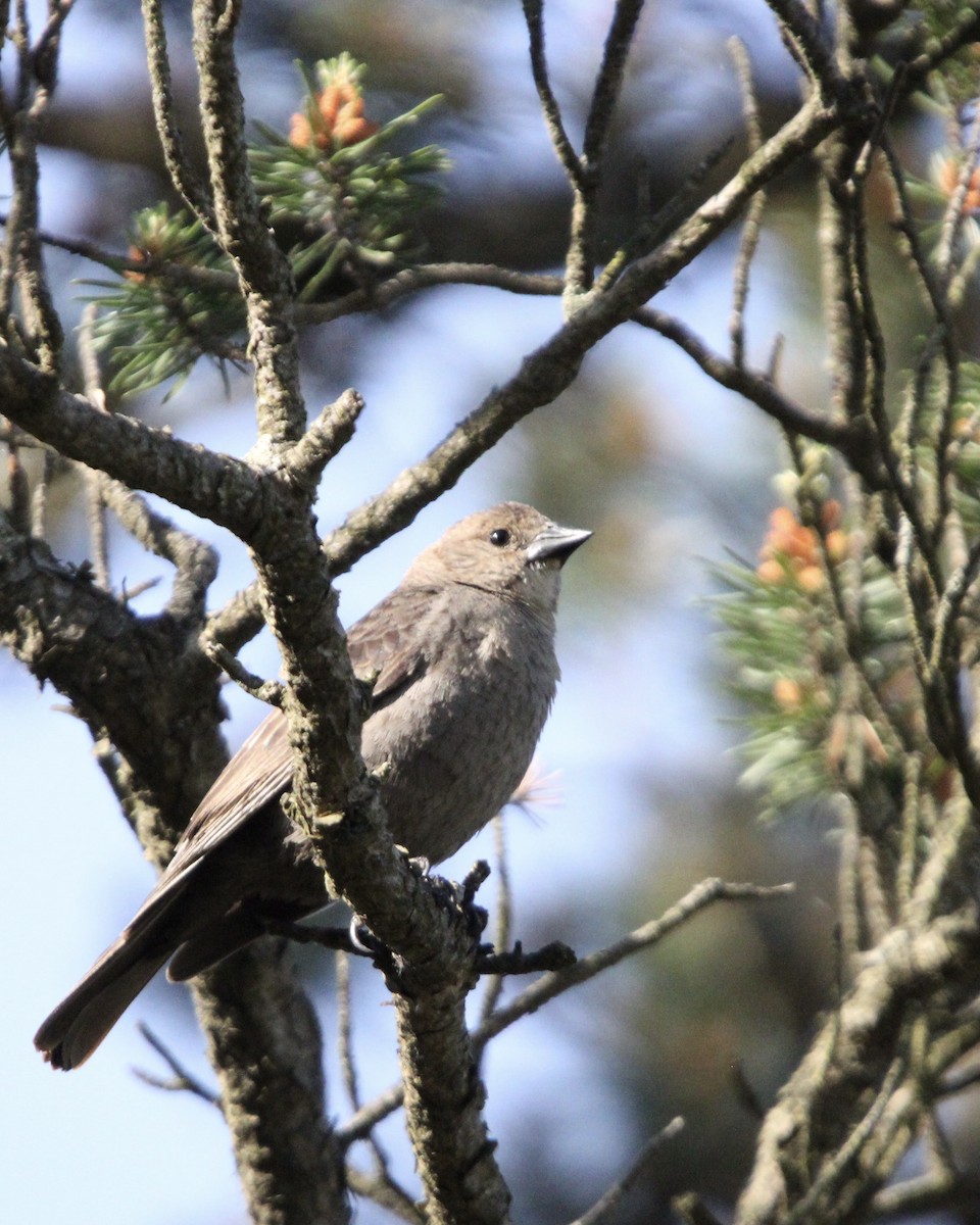 Brown-headed Cowbird - Toni Van Wesep