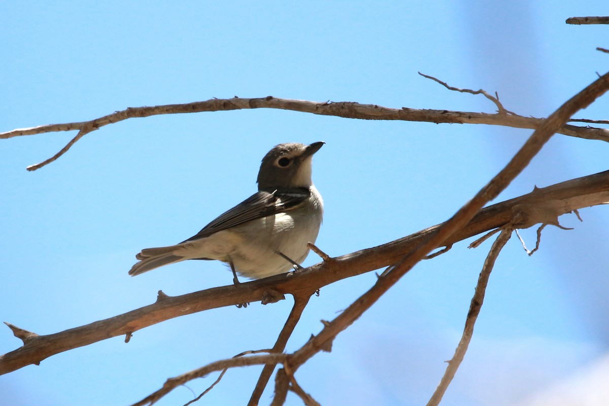 Plumbeous Vireo - Jesse Pline