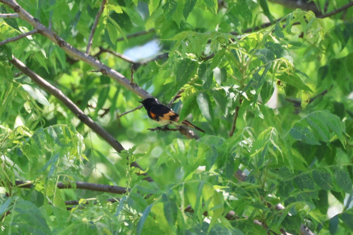 American Redstart - Pete Fenner