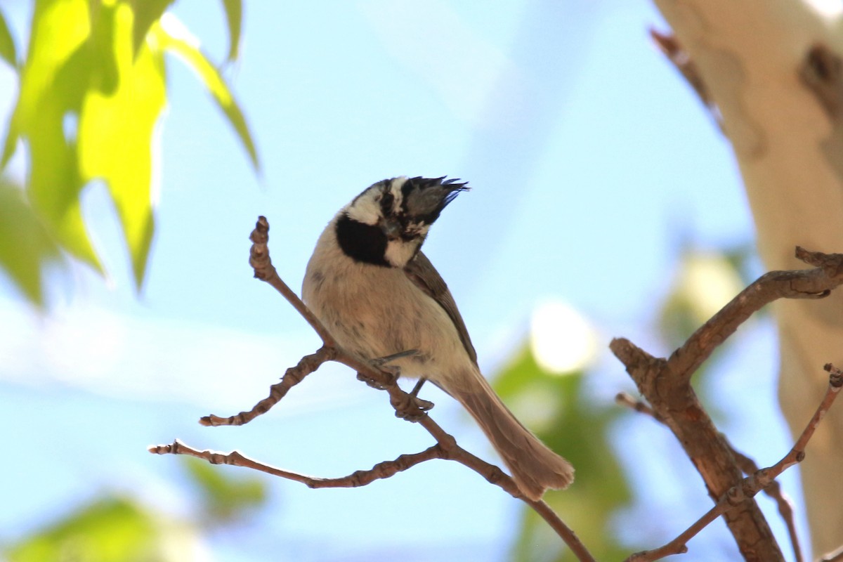 Bridled Titmouse - Jesse Pline