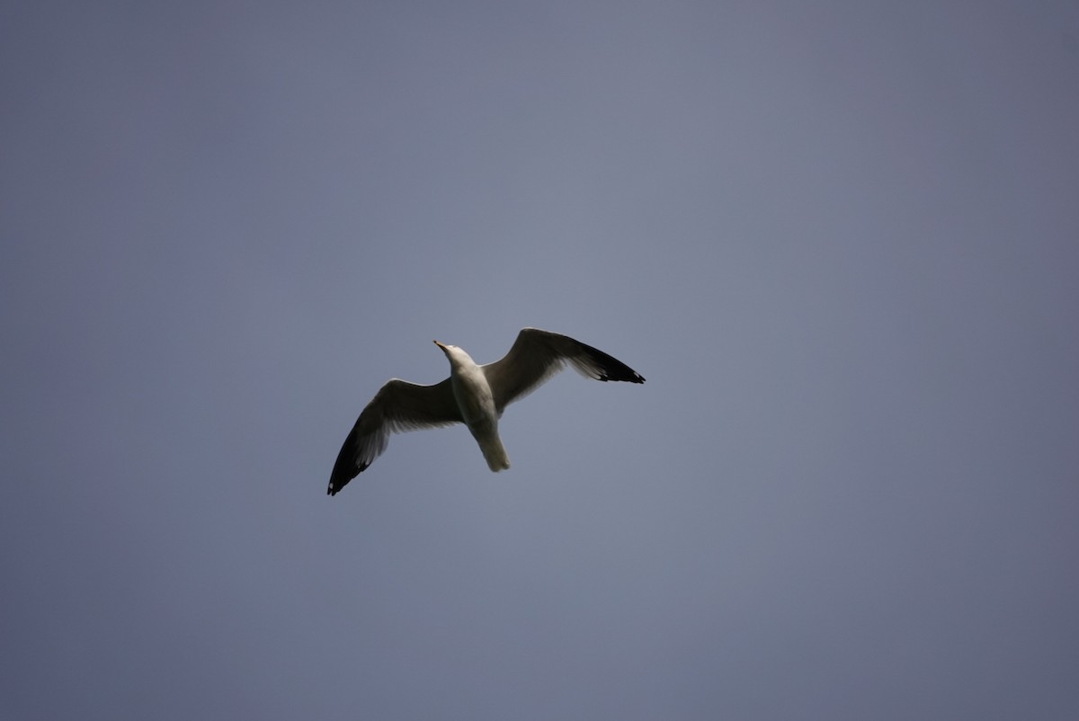 Делавэрская чайка - ML619505499