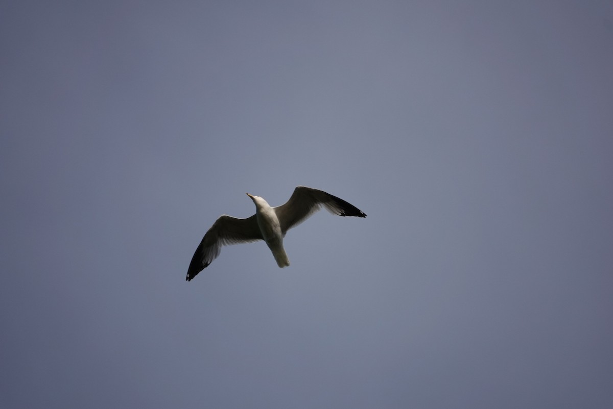 Ring-billed Gull - ML619505499