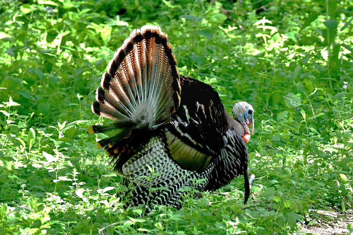 Wild Turkey - ML619505507