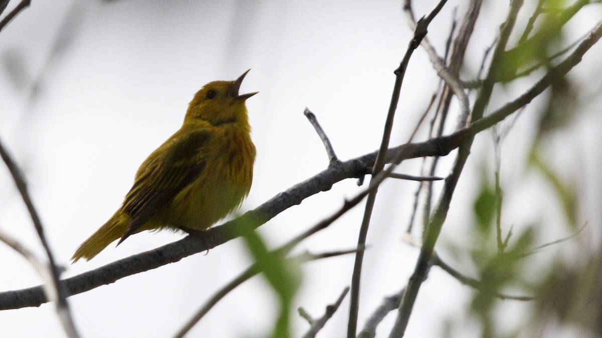 Yellow Warbler - Toni Van Wesep