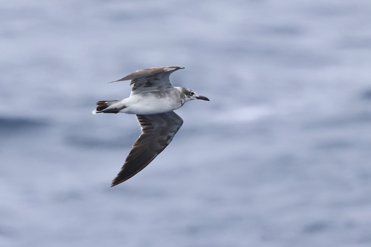 Laughing Gull - Michael McCloy