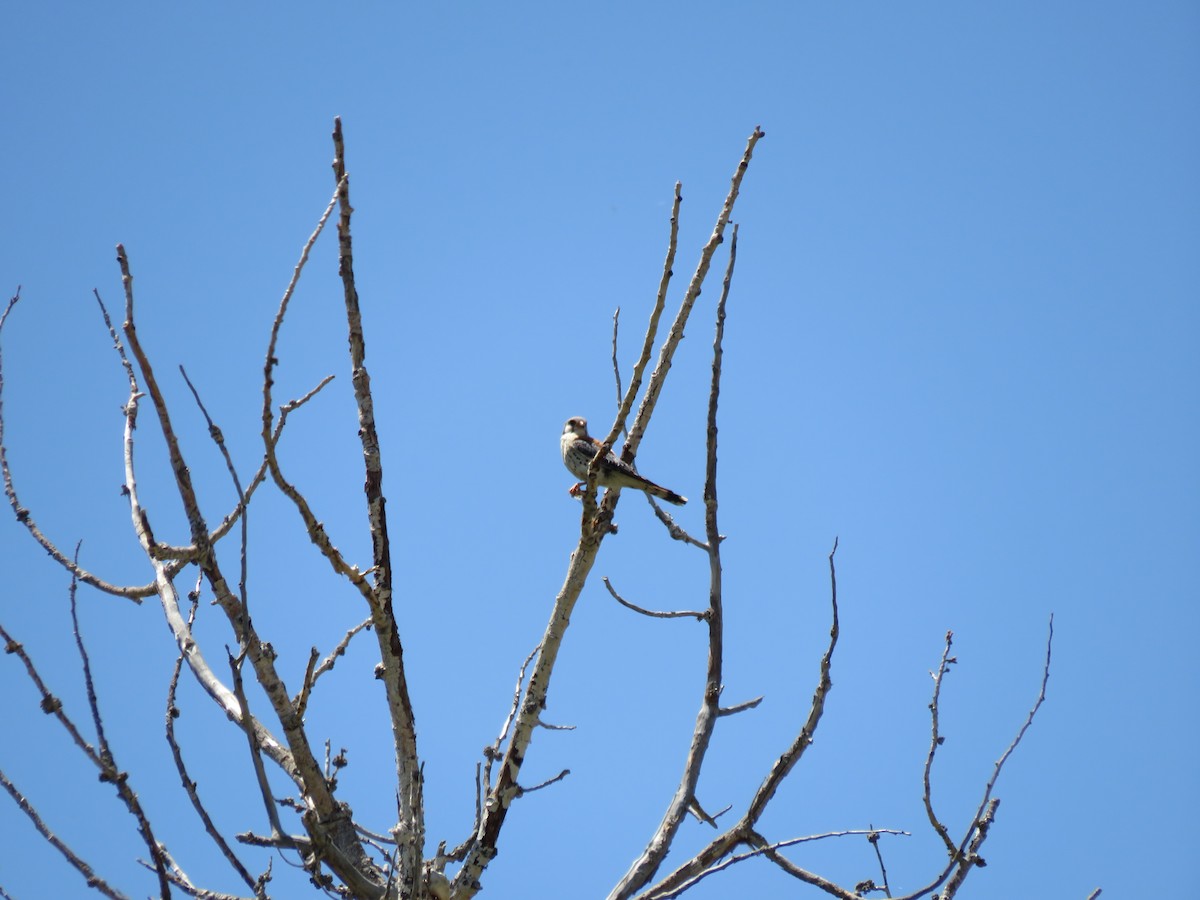 American Kestrel - Leonie  Batkin