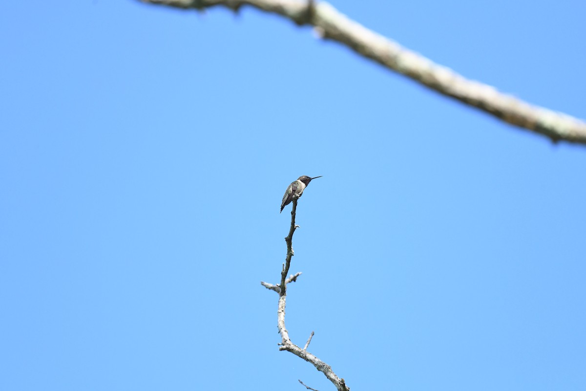 Ruby-throated Hummingbird - joe demko