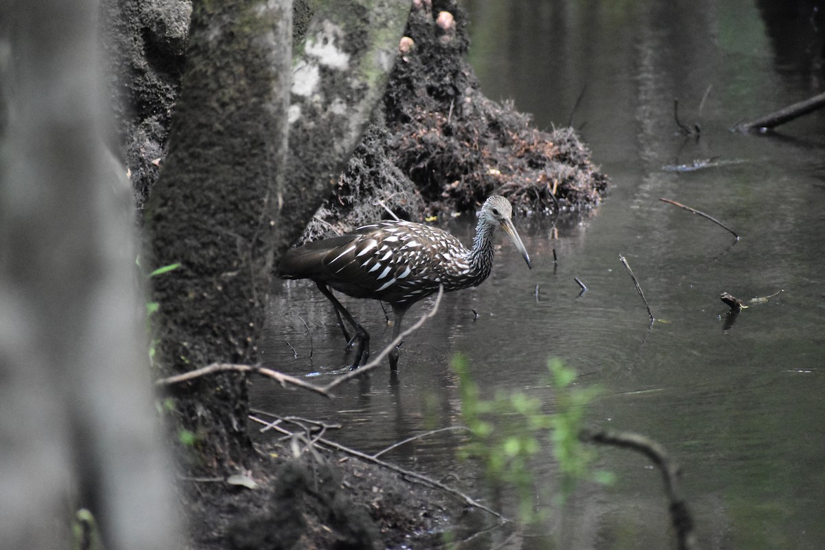 Limpkin - ML619505523