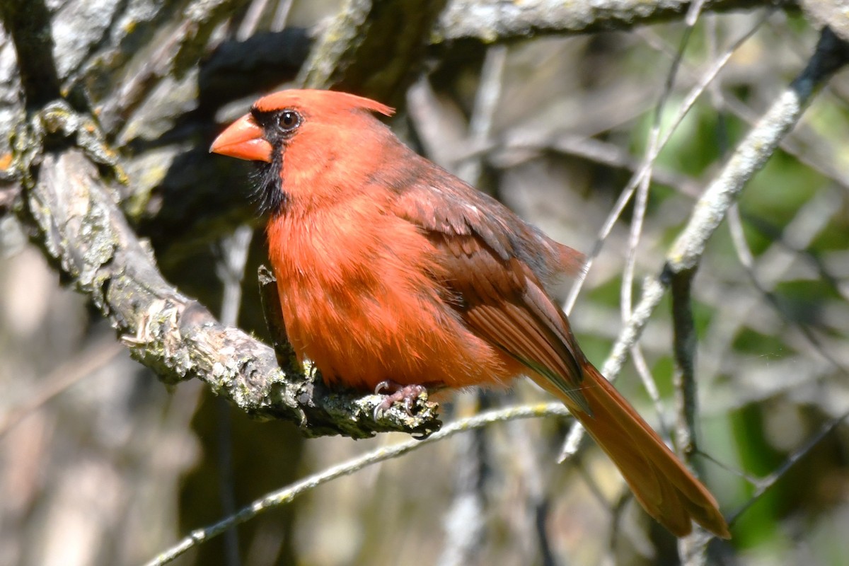 Cardinal rouge - ML619505524