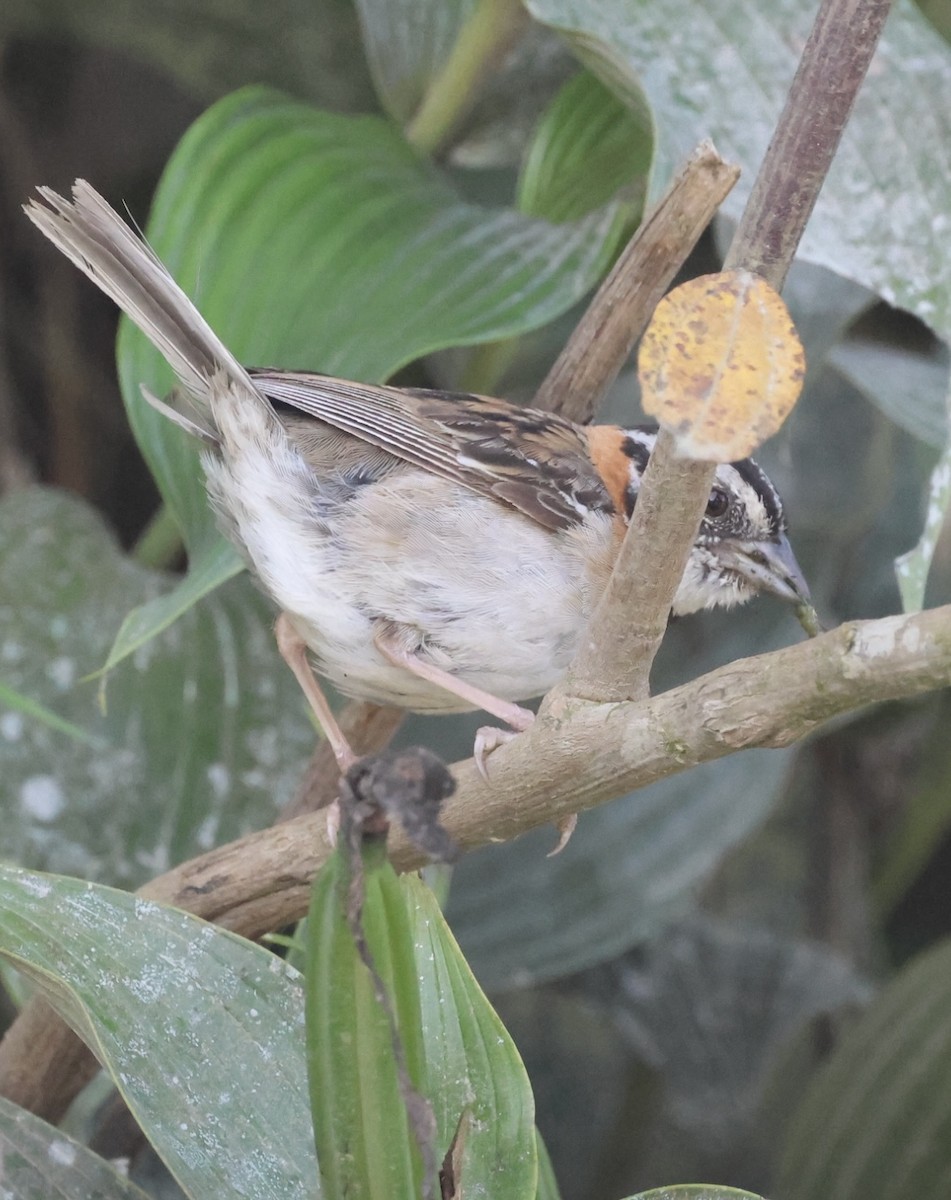 Rufous-collared Sparrow - Debbie Crowley