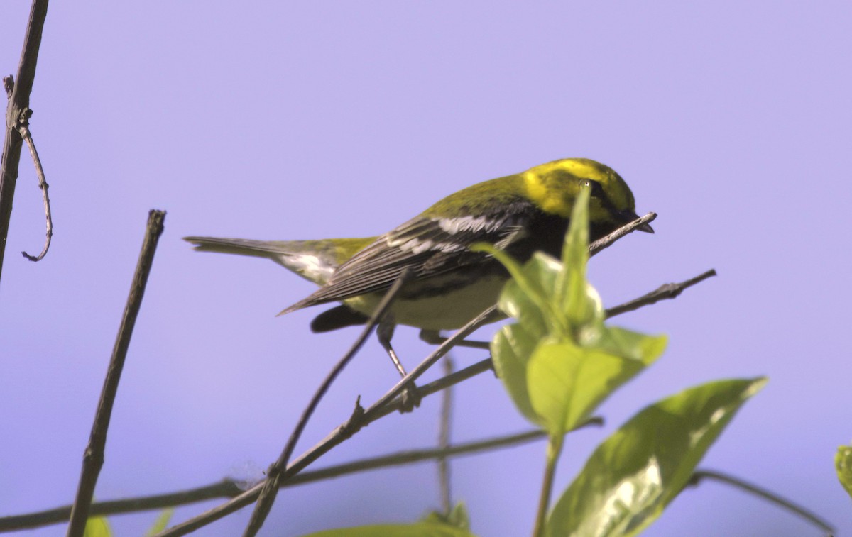 Black-throated Green Warbler - Sue Riffe