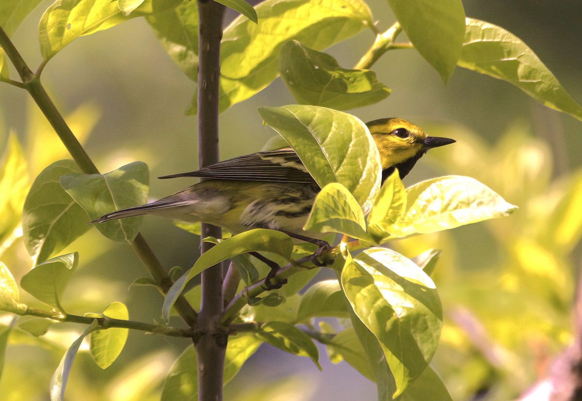 Black-throated Green Warbler - Sue Riffe