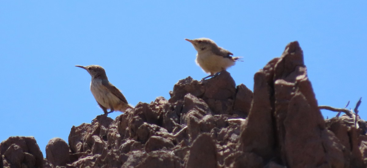 Rock Wren - Cathy Olson