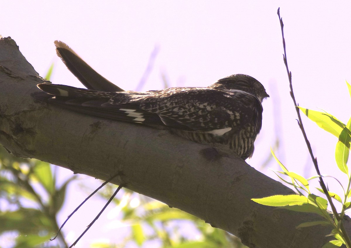 Common Nighthawk - Sue Riffe