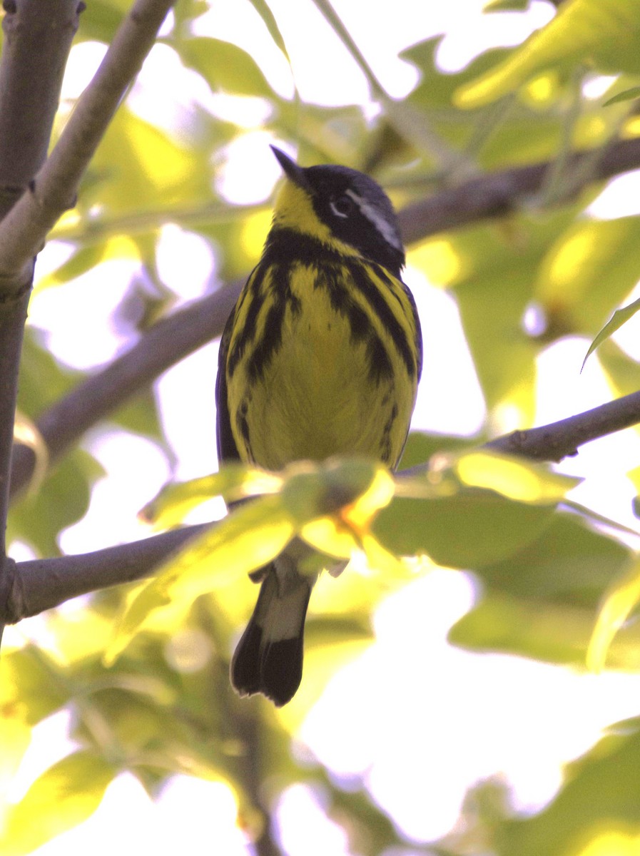 Magnolia Warbler - Sue Riffe