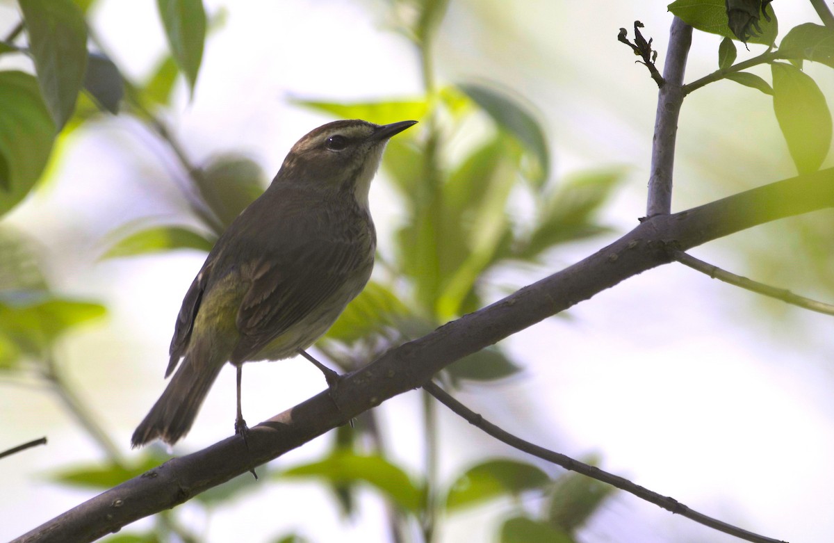 Reinita Palmera (palmarum) - ML619505571