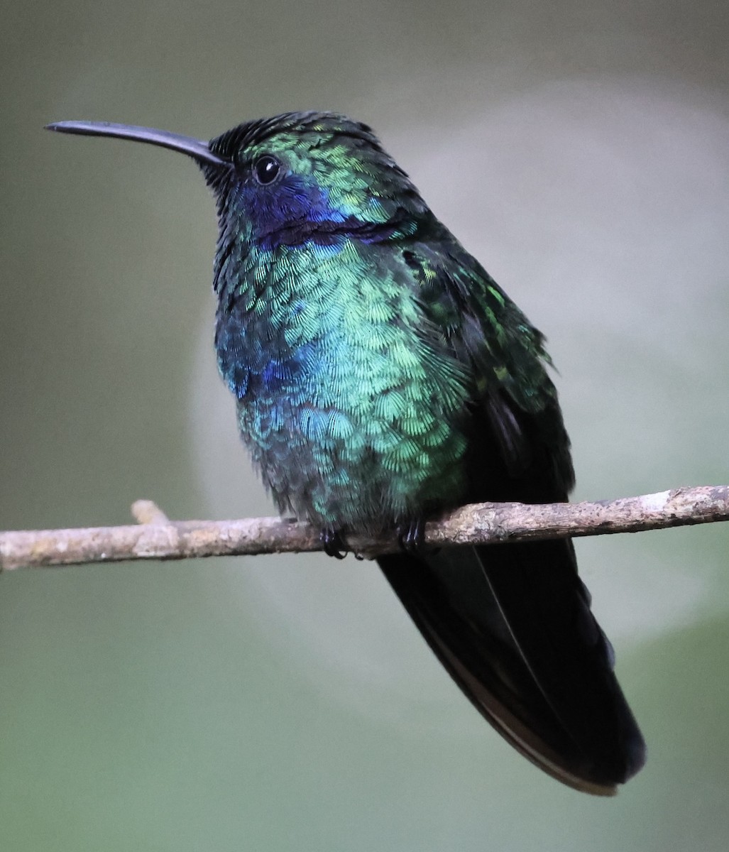 Lesser Violetear - Debbie Crowley