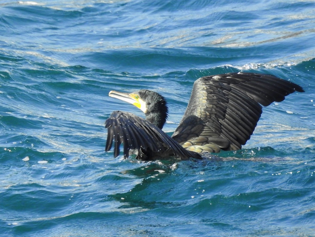 Great Cormorant - Carlos Crocce