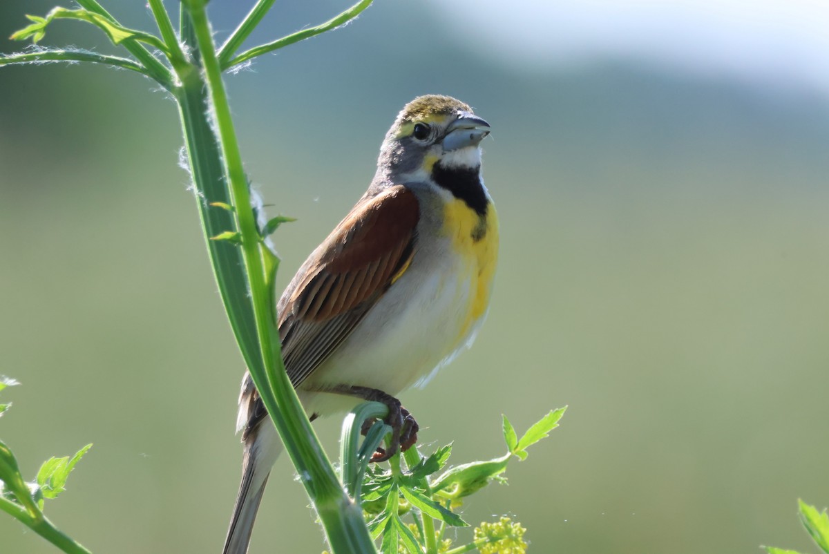 Dickcissel - ML619505581