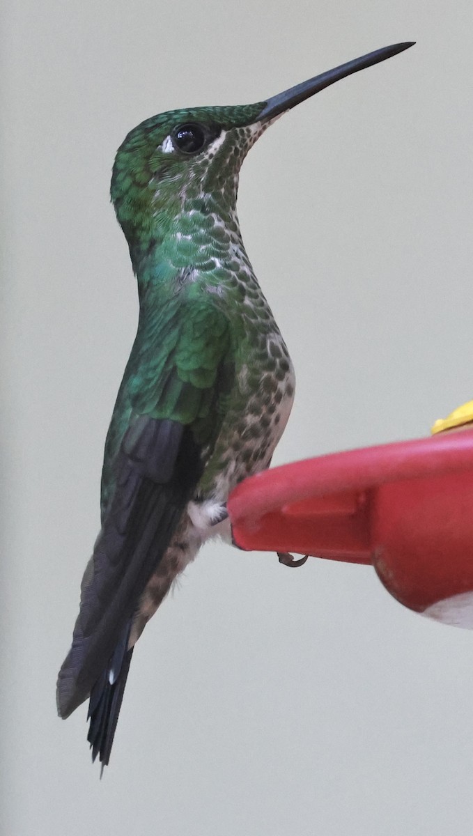 Green-crowned Brilliant - Debbie Crowley