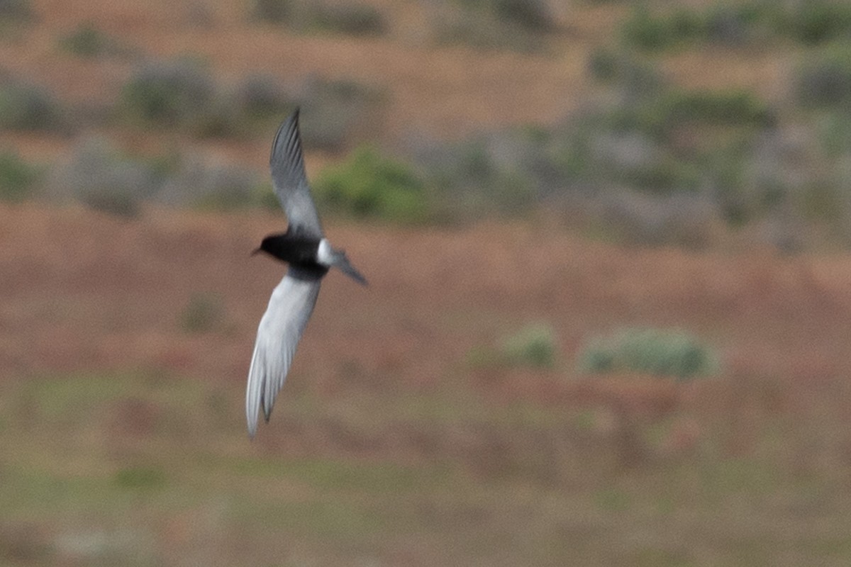 Black Tern - Brendan Burns