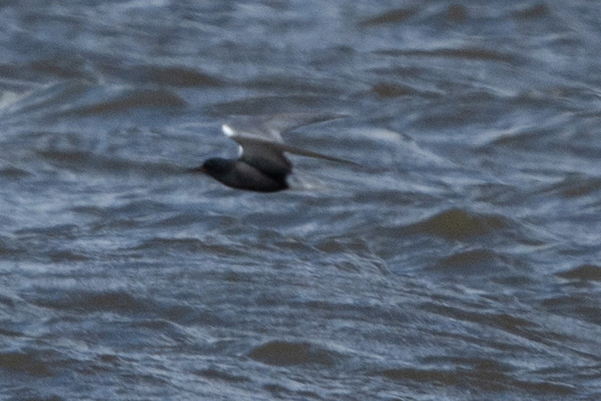 Black Tern - Brendan Burns