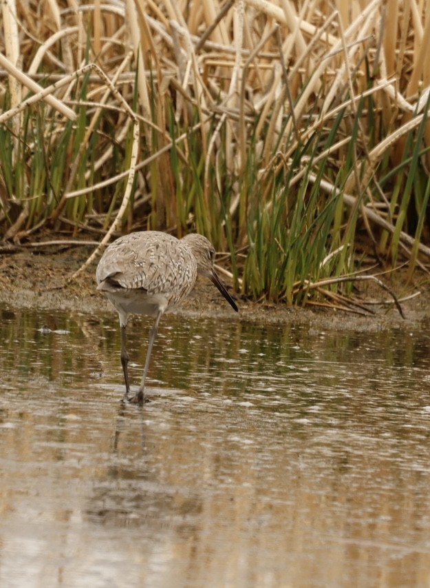 Willet - Lucia MacQuarrie