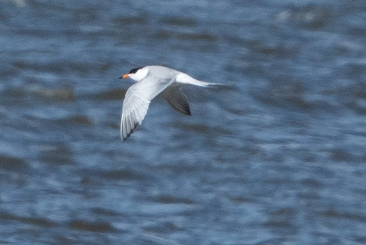 Forster's Tern - Brendan Burns