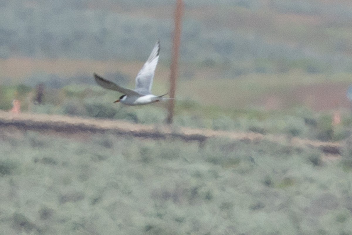 Forster's Tern - Brendan Burns