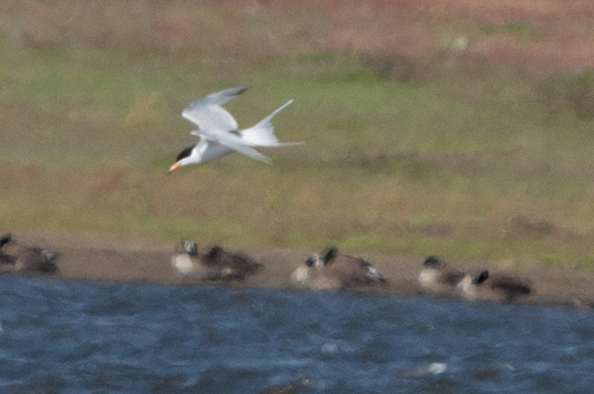 Forster's Tern - Brendan Burns