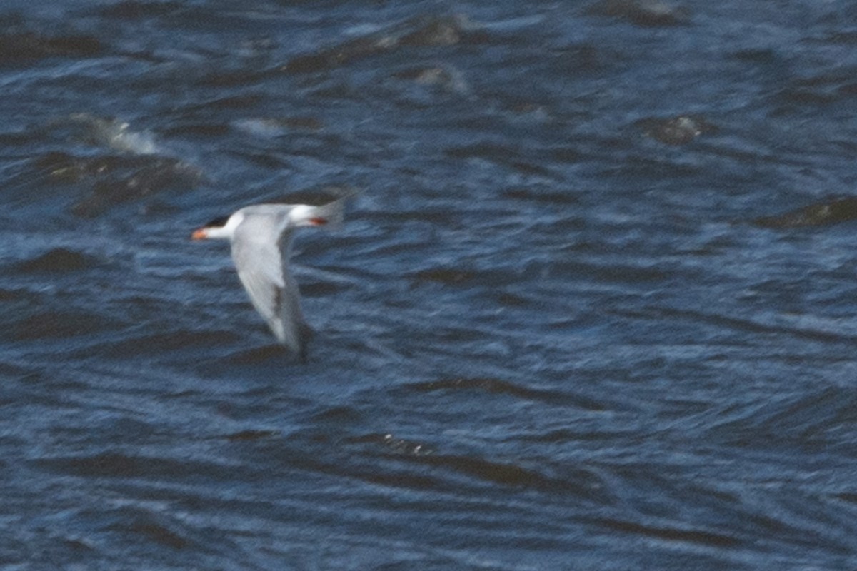 Forster's Tern - ML619505603