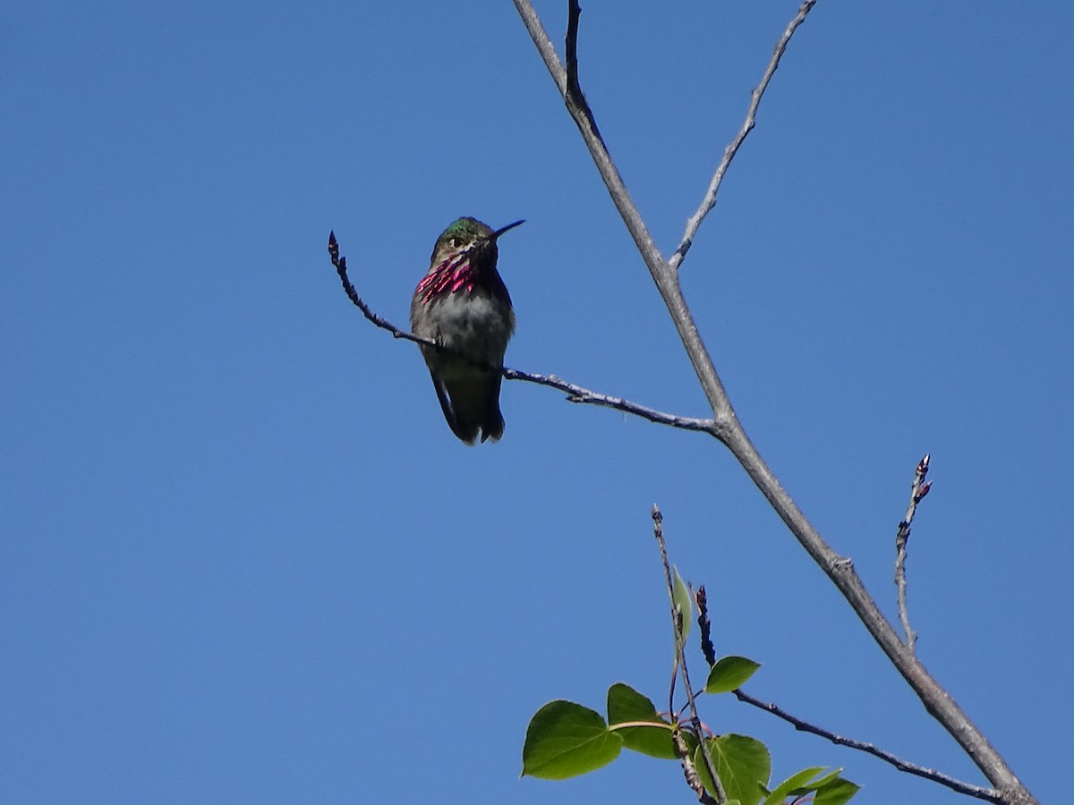 Calliope Hummingbird - Jim Walton
