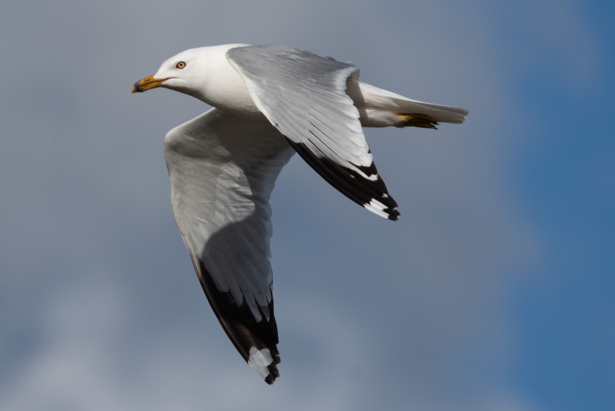 Ring-billed Gull - ML619505608