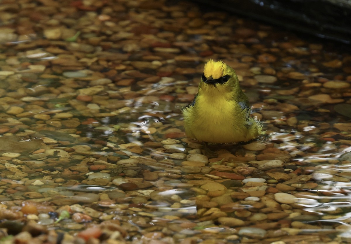 Blue-winged Warbler - Grace Simms  🐦‍⬛